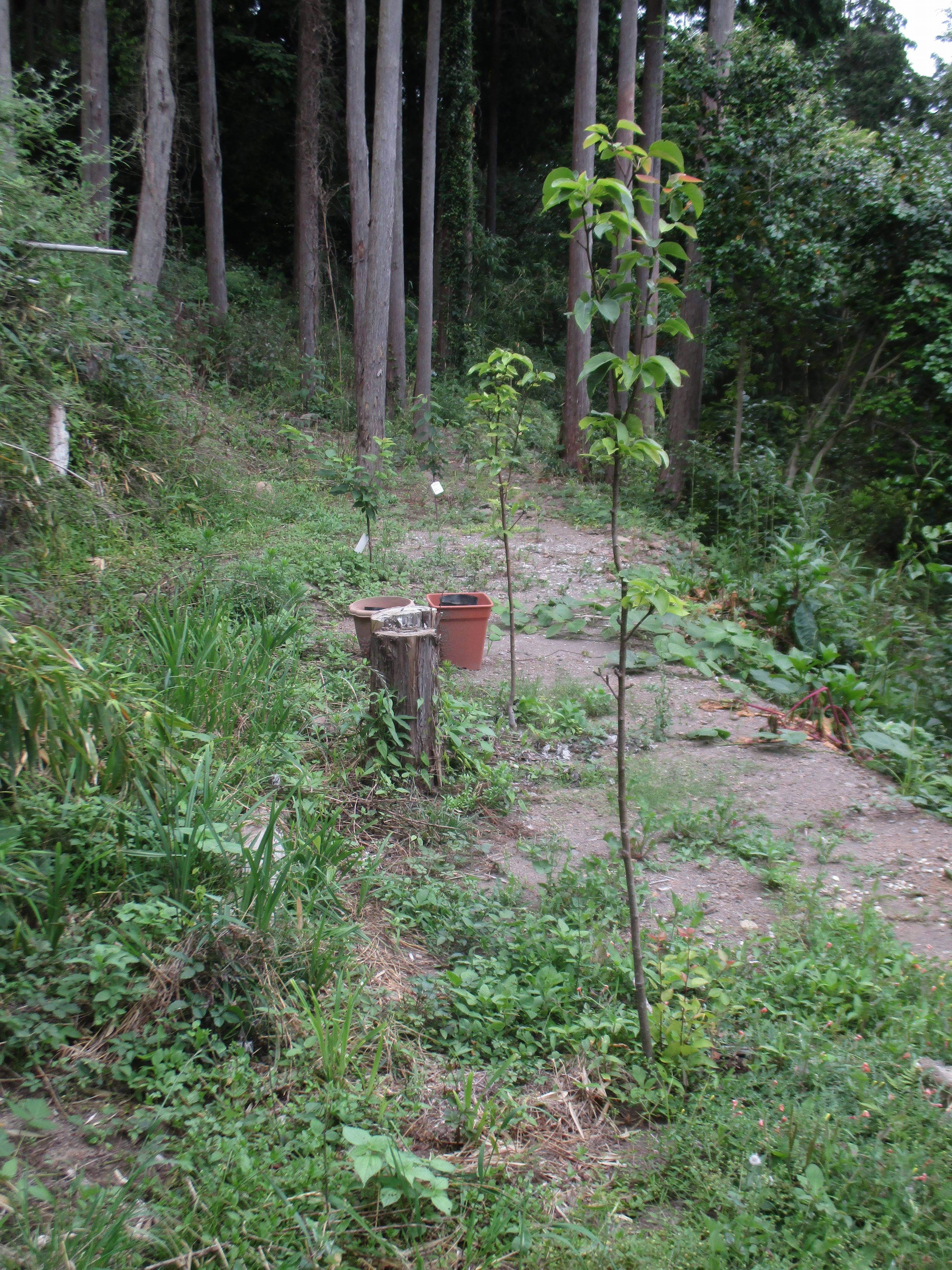 1807 東光幼稚園 1807 東光幼稚園